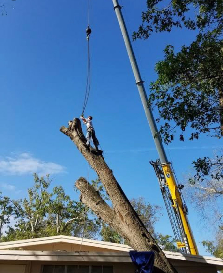 Gallery | GAP Tree Lopping Services